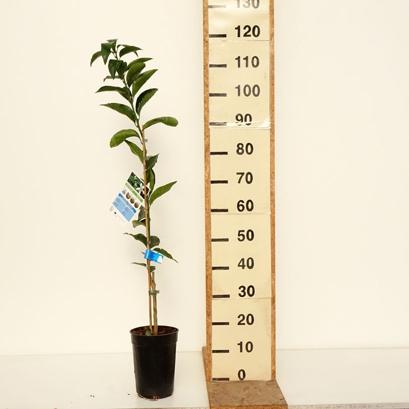 Spécimen de Mandarinier - Citrus deliciosa - Agrumes Pot de 3L/4L, Scion tel que livré en hiver