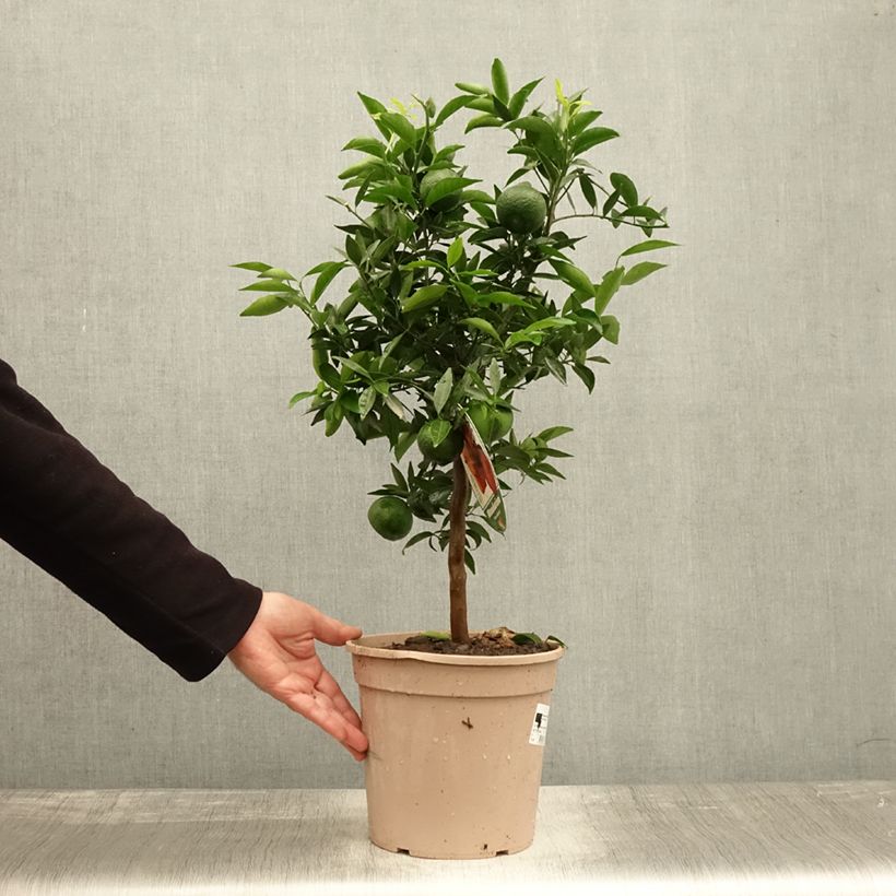 Spécimen de Mandarinier - Citrus deliciosa - Agrumes Pot de 4L/5L, 1/4 de tige tel que livré en automne