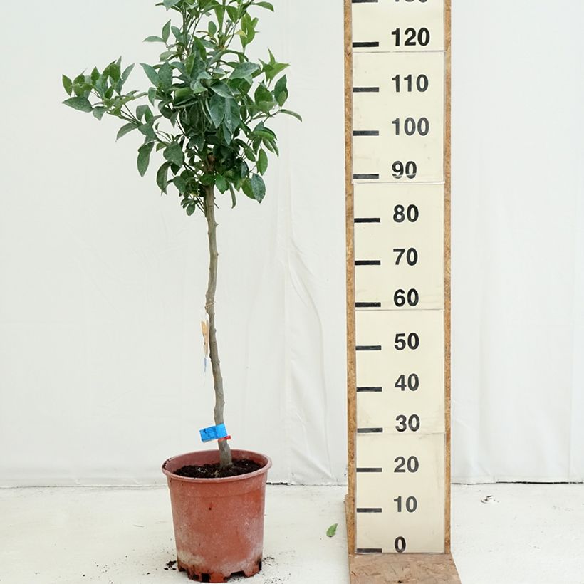 Spécimen de Mandarinier - Citrus deliciosa - Agrumes Pot de 7,5L/10L, Demi-Tige tel que livré en automne