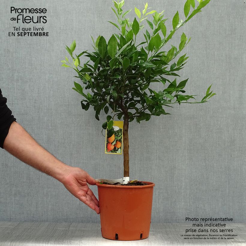 Spécimen de Mandarinier - Citrus reticulata Keraji Pot de 2L/3L, Buisson tel que livré en automne