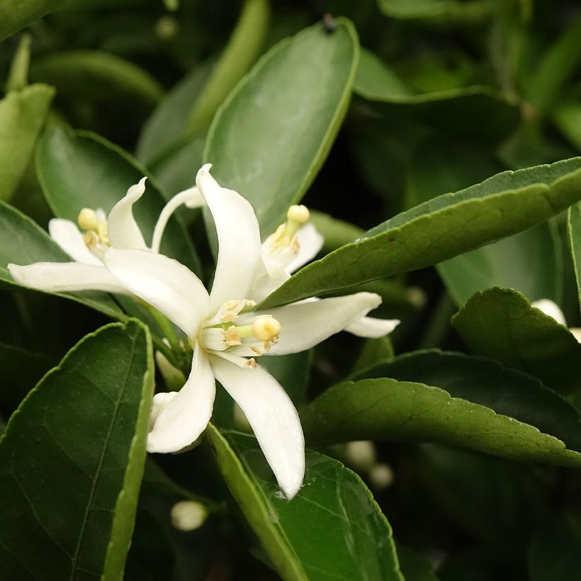 Mandarinier Satsuma - Citrus unshiu (Feuillage)