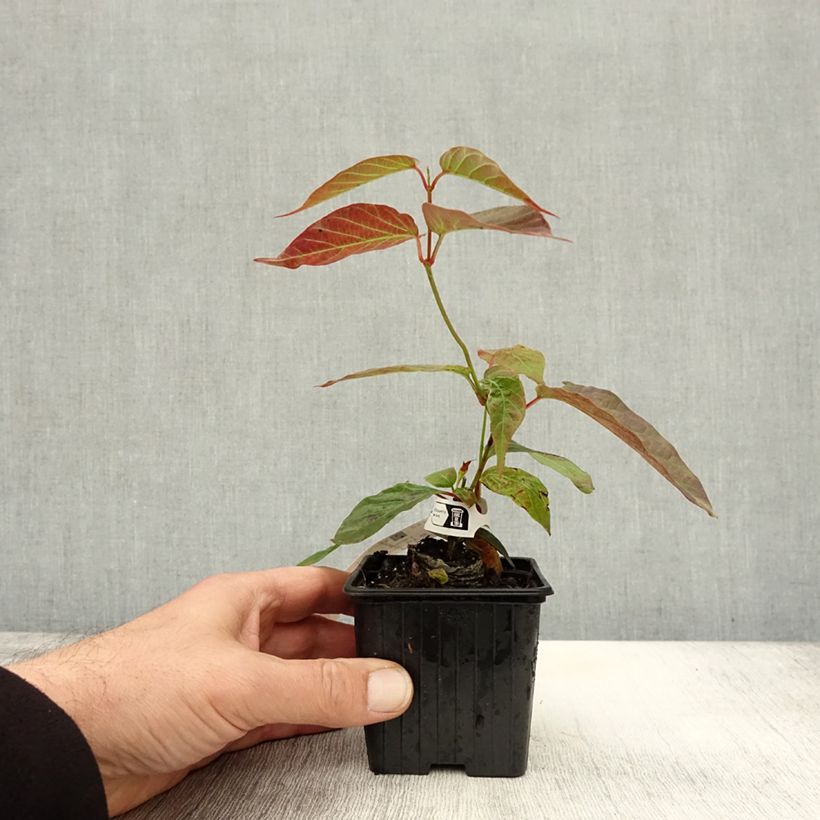 Spécimen de Mandevilla laxa - Jasmin du Chili Godet de 8/9 cm tel que livré en automne
