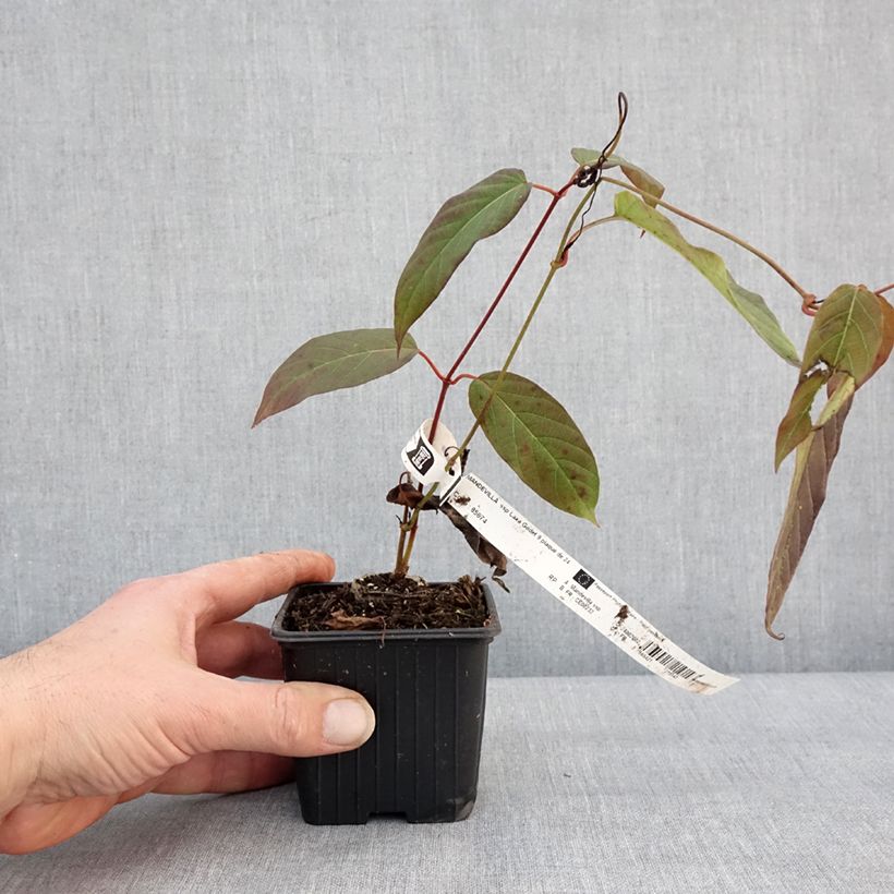 Spécimen de Mandevilla laxa - Jasmin du Chili Godet de 8/9 cm tel que livré en hiver