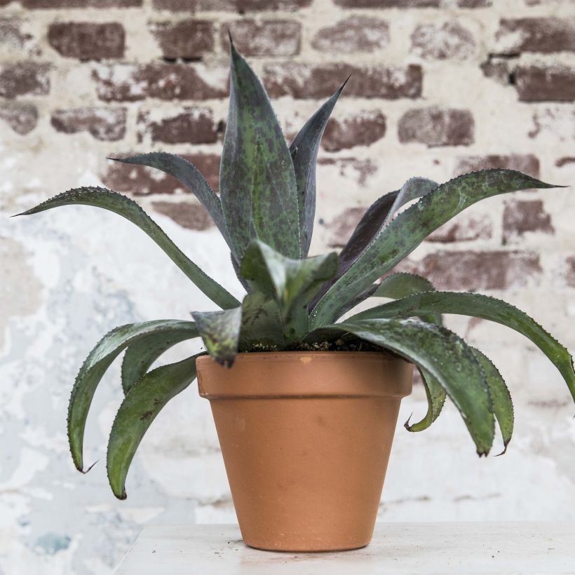 Mangave Mission to Mars (Hábito)