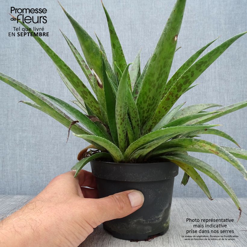 Spécimen de Mangave Mangavé Pineapple Express Pot de 1L/1,5L tel que livré en automne