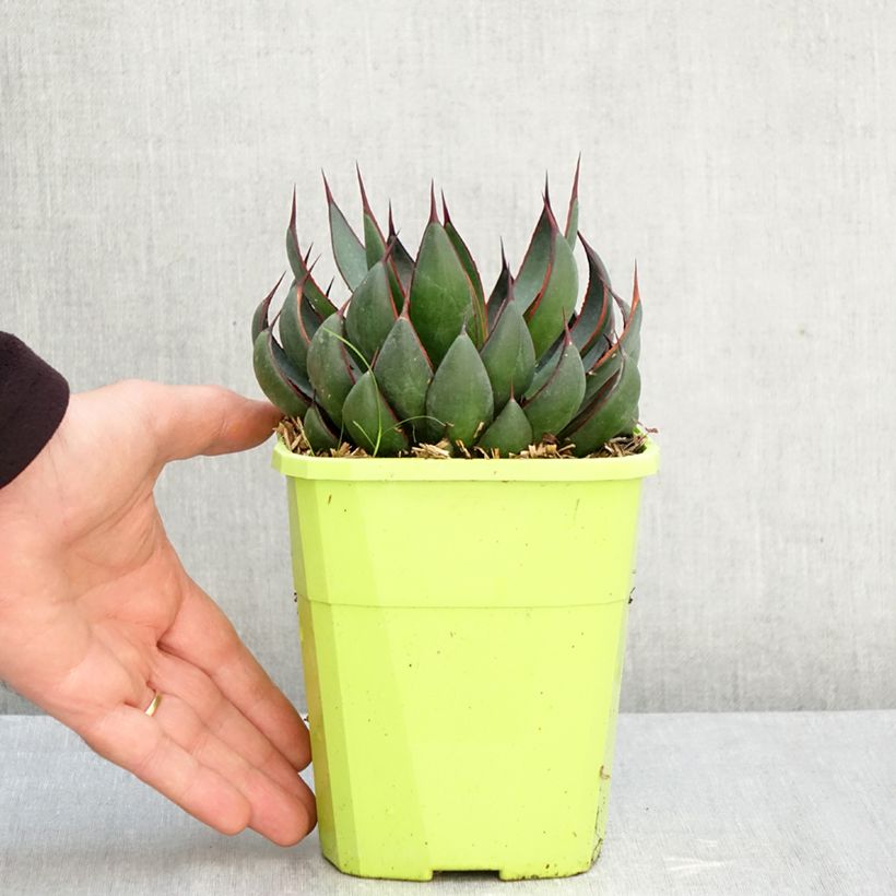 Spécimen de Mangave Praying Hands Pot de 3L/4L tel que livré en automne