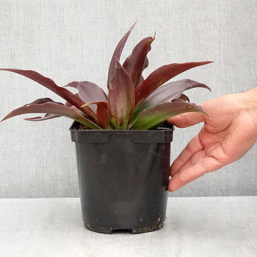 Spécimen de Mangave Purple passion - Manfreda hybride Pot de 3L/4L tel que livré en été