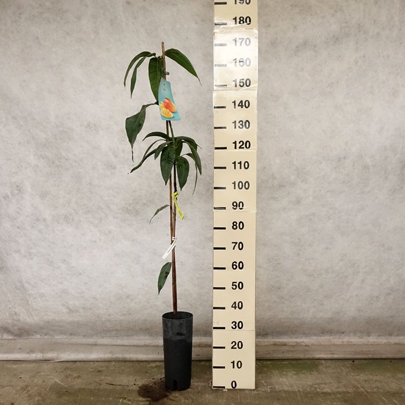 Spécimen de Mangifera indica - Manguier Pot de 6L/7L tel que livré en automne
