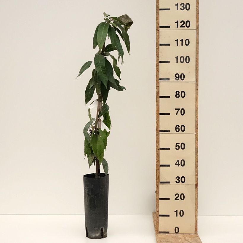 Spécimen de Mangifera indica - Manguier Pot de 6L/7L tel que livré en hiver