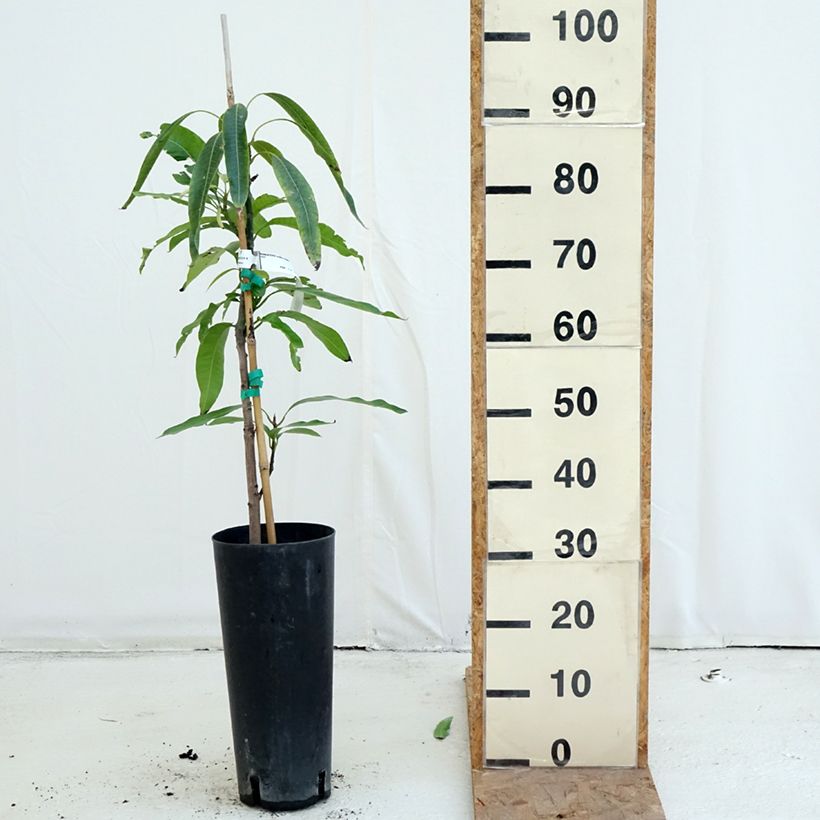 Spécimen de Manguier Irwin - Mangifera indica Pot de 6L/7L tel que livré en automne