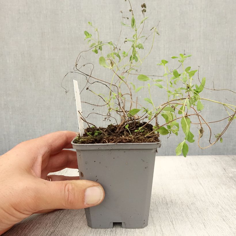 Spécimen de Marjolaine pizza - Origanum majorana Godet de 8/9 cm tel que livré en automne