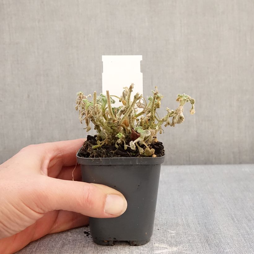 Spécimen de Marrubium incanum - Marrube gris ou blanchi  Godet de 8/9 cm tel que livré en hiver