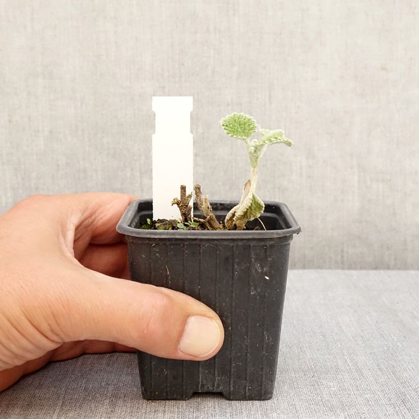 Spécimen de Marrubium supinum - Marrube couché Godet de 8/9 cm tel que livré en automne