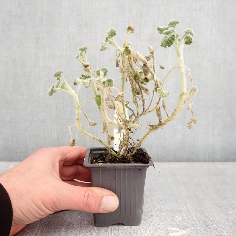 Spécimen de Marrubium supinum - Marrube couché Godet de 8/9 cm tel que livré en hiver