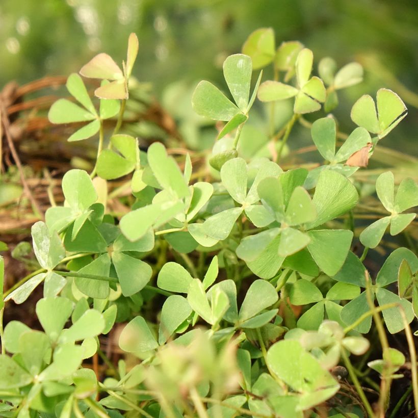 Marsilea quadrifolia - Marsilée à quatre feuilles (Feuillage)