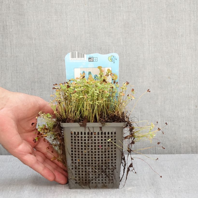 Spécimen de Marsilea quadrifolia - Marsilée à quatre feuilles Pot de 1L/1,5L tel que livré en automne