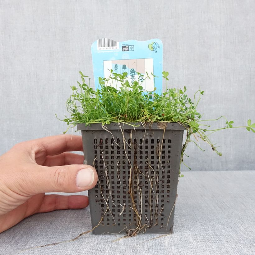 Spécimen de Marsilea quadrifolia - Marsilée à quatre feuilles Pot de 1L/1,5L tel que livré au printemps