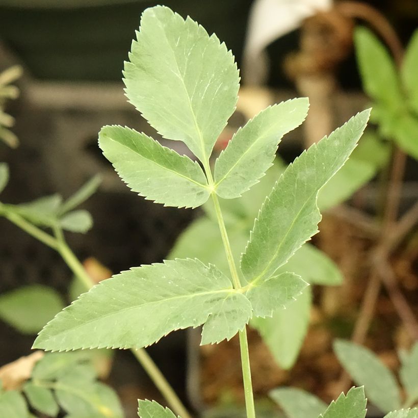 Mathiasella bupleuroides Green Dream (Feuillage)