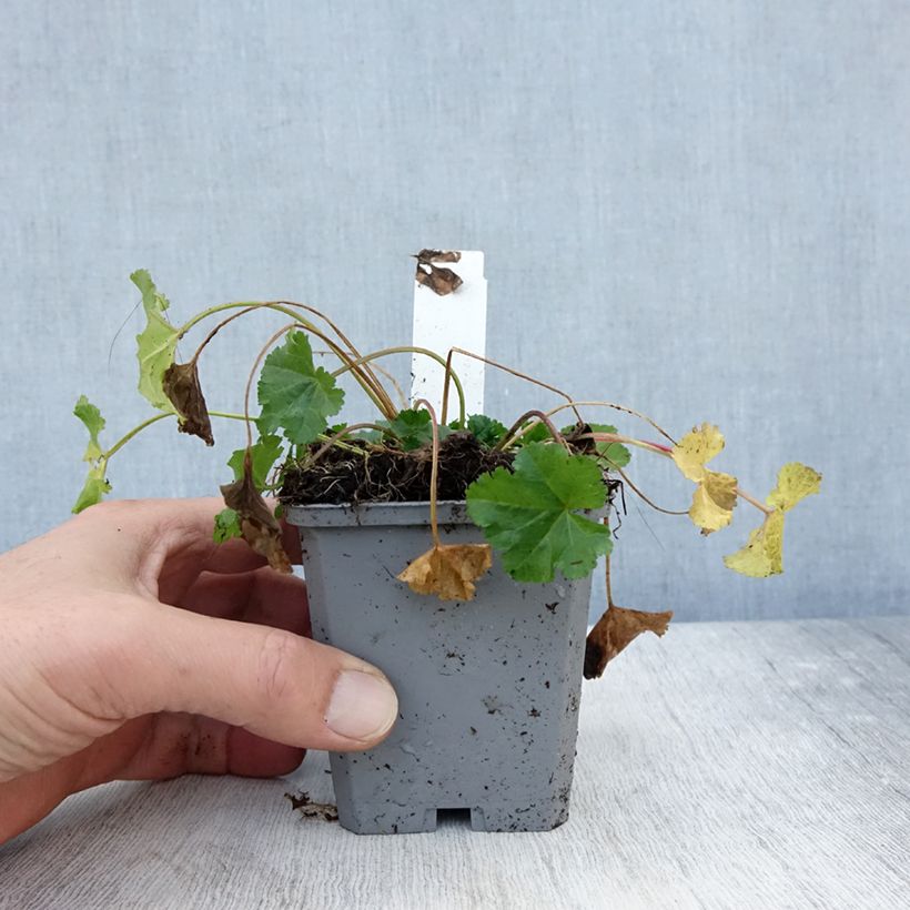 Spécimen de Mauve blanche - Malva moschata Alba Godet de 7/8 cm tel que livré en automne