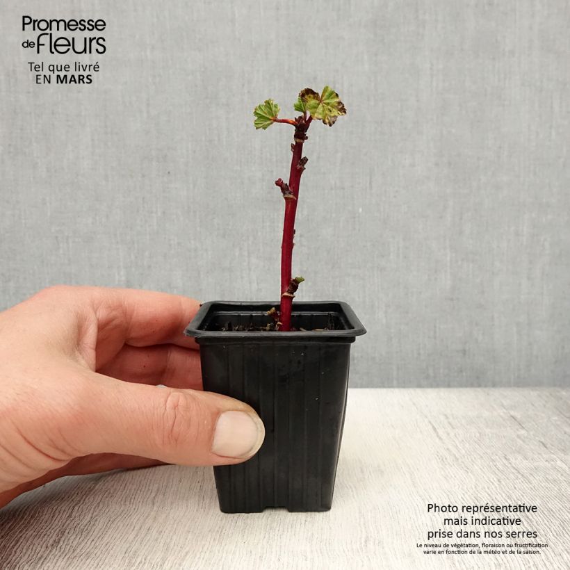 Spécimen de Mauve sylvestre - Malva sylvestris Godet de 7/8 cm tel que livré au printemps