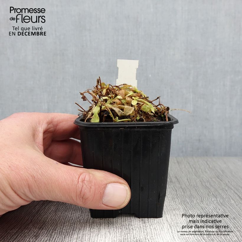 Spécimen de Mazus reptans Albus - Mazus rampant Godet de 8/9 cm tel que livré en automne