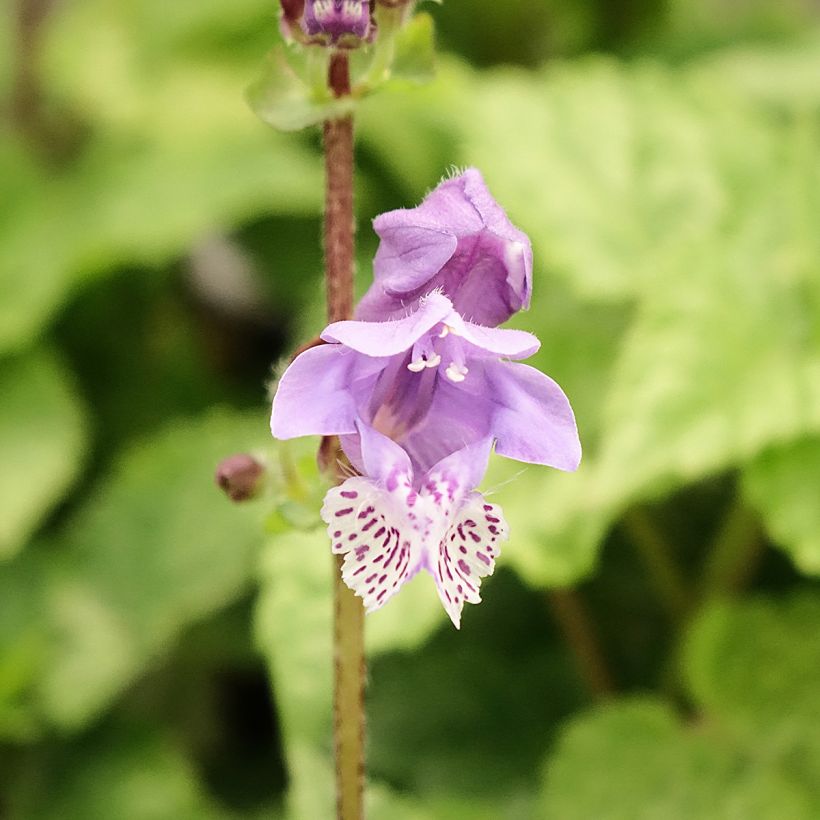 Meehania urticifolia Japan Blau (Floraison)
