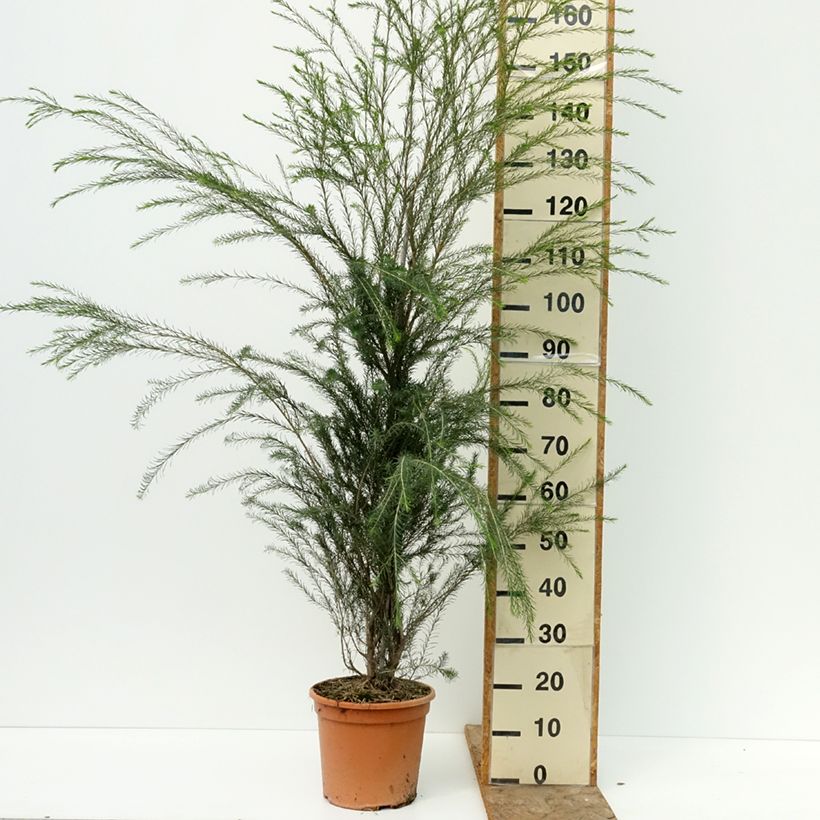 Spécimen de Melaleuca alternifolia - Arbre à thé Pot de 7,5L/10L tel que livré en été