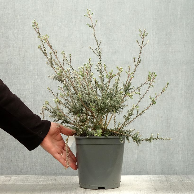 Spécimen de Melaleuca squamea - cajeputier squameux Pot de 3L/4L tel que livré en automne