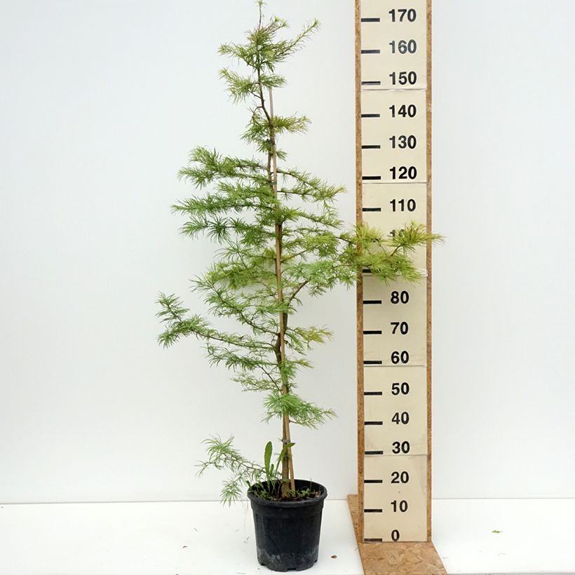 Spécimen de Mélèze de Chine - Pseudolarix amabilis Pot de 7,5L/10L tel que livré en été