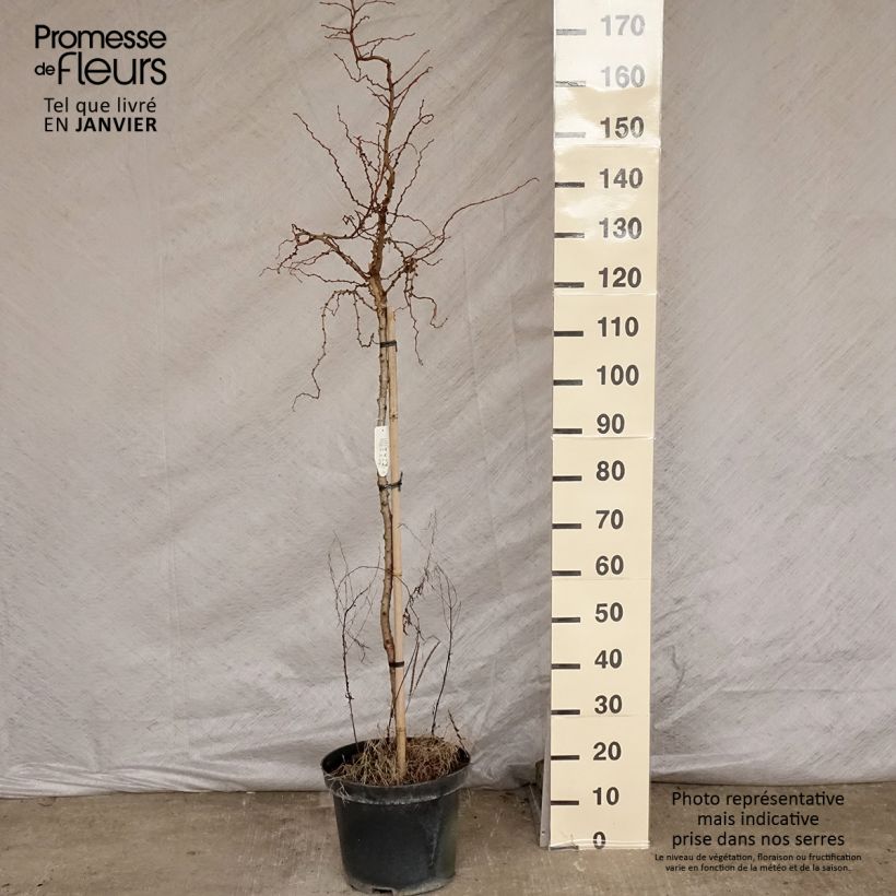 Spécimen de Mélèze du Japon tortueux - Larix kaempferi Diana                           Pot de 12L/15L, Tige tel que livré en hiver