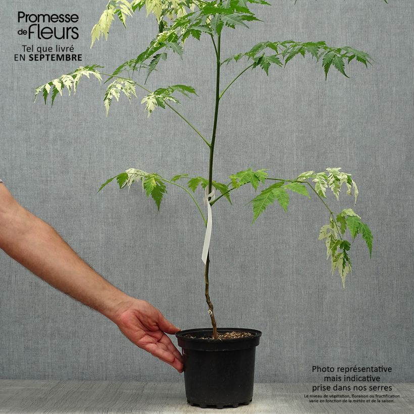 Spécimen de Melia azedarach Jade Snowflake - Margousier panaché Pot de 2L/3L tel que livré en automne