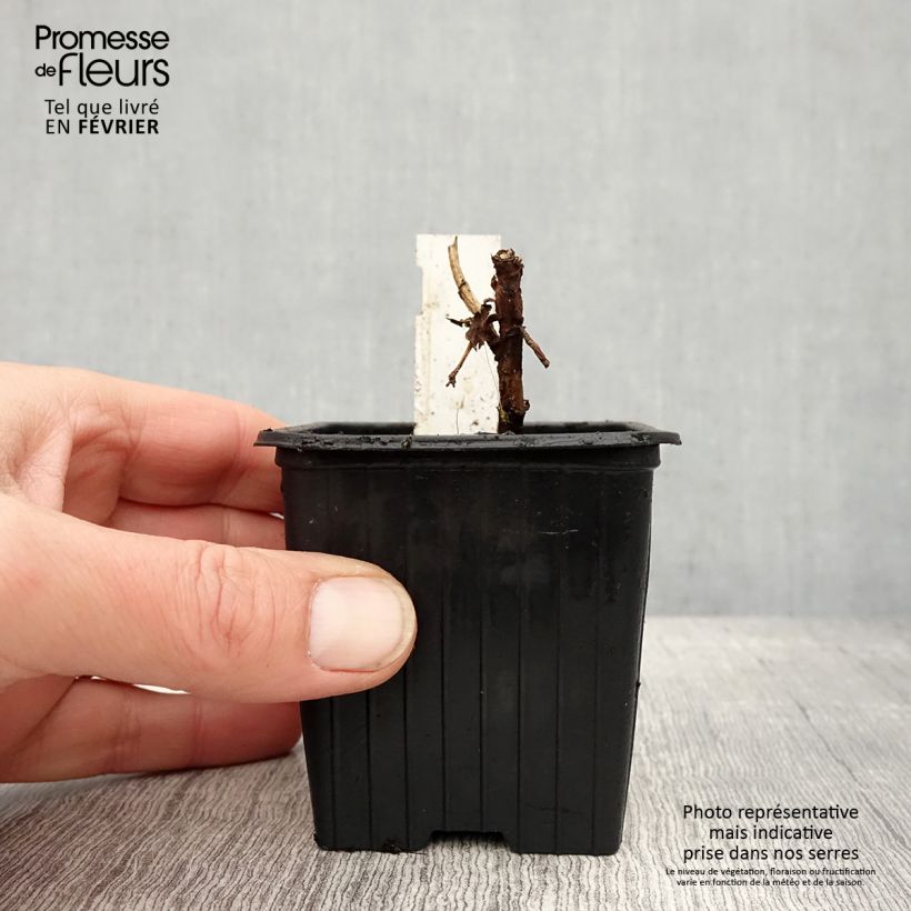 Spécimen de Melianthus major - Grande mélianthe Godet de 8/9 cm tel que livré en hiver