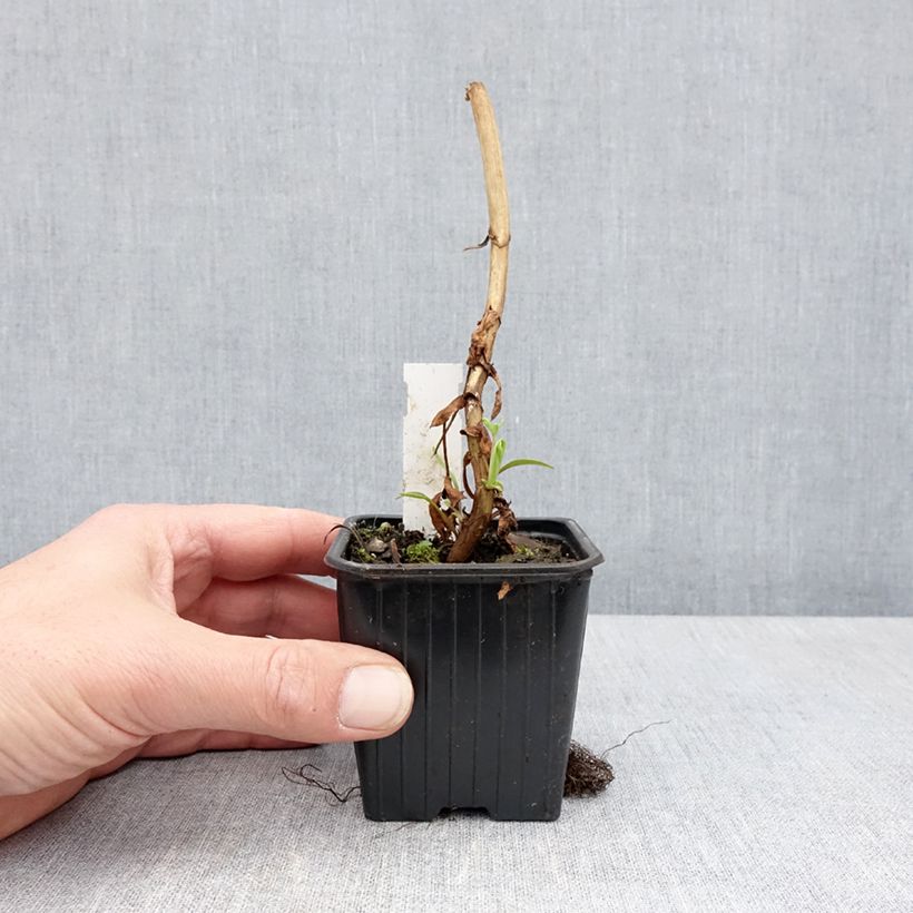 Spécimen de Melianthus major - Grande mélianthe Godet de 8/9 cm tel que livré au printemps