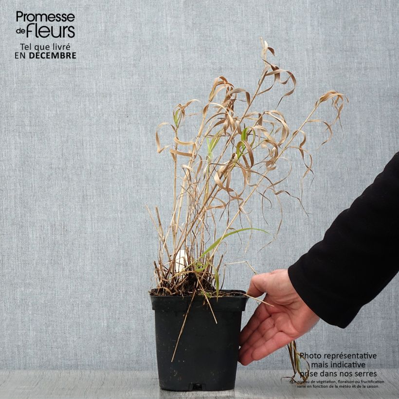 Spécimen de Melica altissima Atropurpurea - Mélique élevée Pot de 2L/3L tel que livré en automne