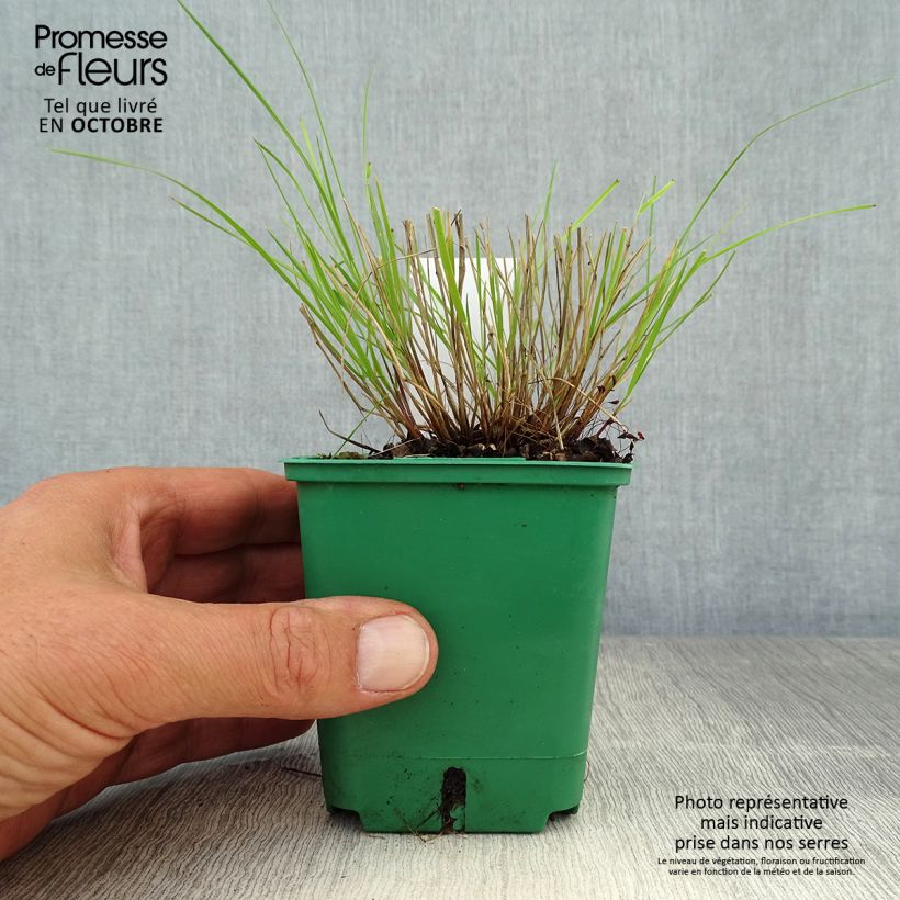 Spécimen de Melica ciliata - Mélique ciliée Godet de 8/9 cm tel que livré en automne