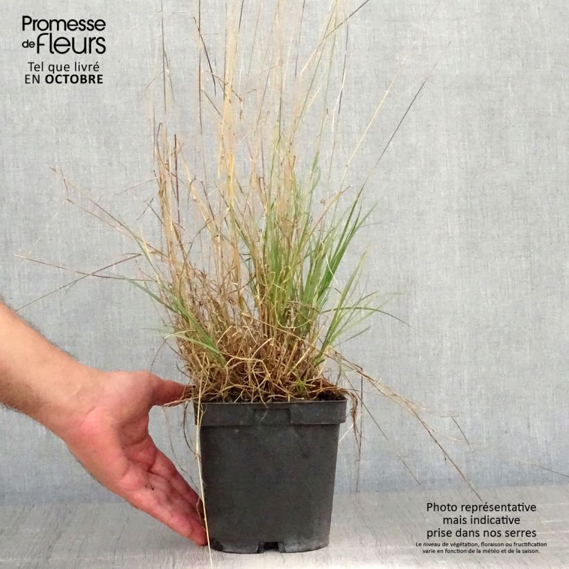 Spécimen de Melica ciliata - Mélique ciliée Pot de 2L/3L tel que livré en automne