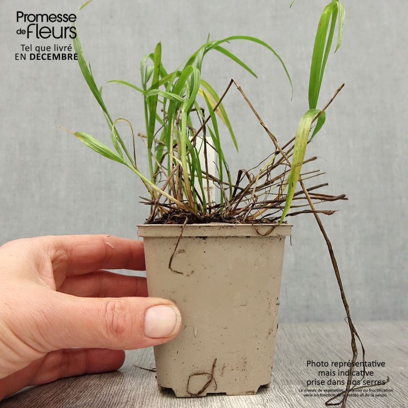 Spécimen de Melica nutans - Mélique penchée Godet de 8/9 cm tel que livré en hiver