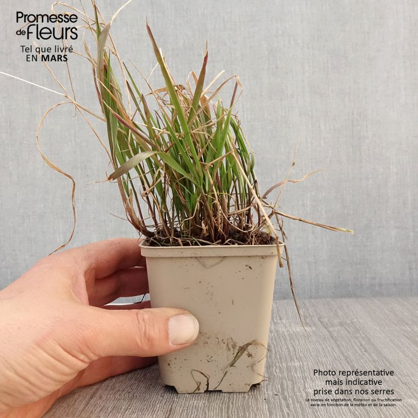 Spécimen de Melica nutans - Mélique penchée Godet de 8/9 cm tel que livré au printemps