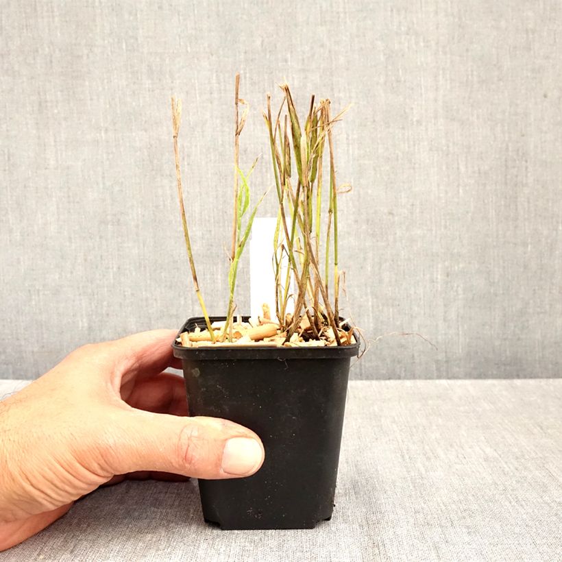 Spécimen de Melica uniflora albida - Mélique à une fleur Godet de 8/9 cm tel que livré en automne