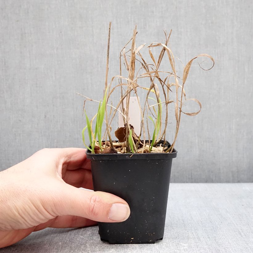 Spécimen de Melica uniflora albida - Mélique à une fleur Godet de 8/9 cm tel que livré en hiver