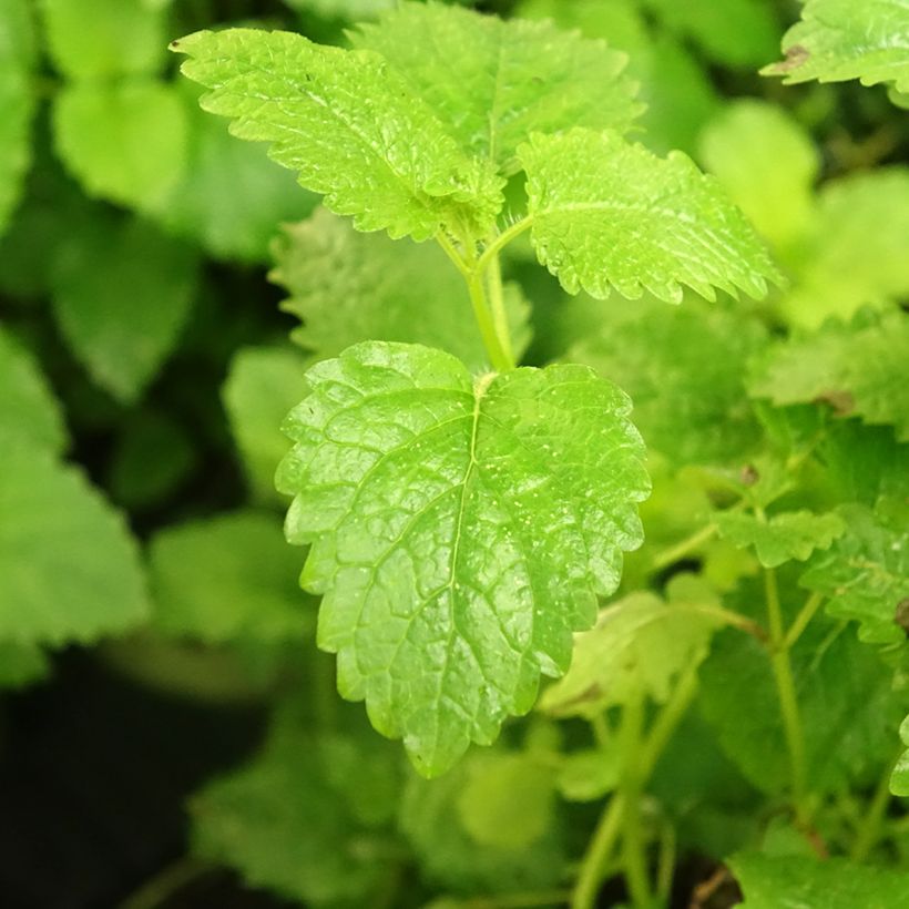 Mélisse citronnelle  (Feuillage)