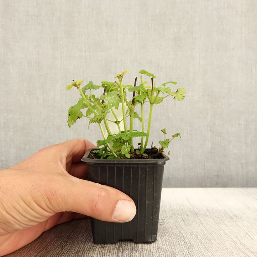 Spécimen de Mélisse, Melissa officinalis Aurea Godet de 8/9 cm tel que livré en automne