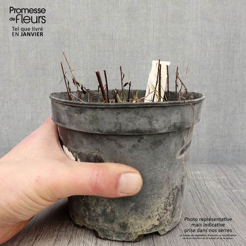 Spécimen de Mélitte, Melittis melissophyllum Alba Pot de 2L/3L tel que livré en hiver