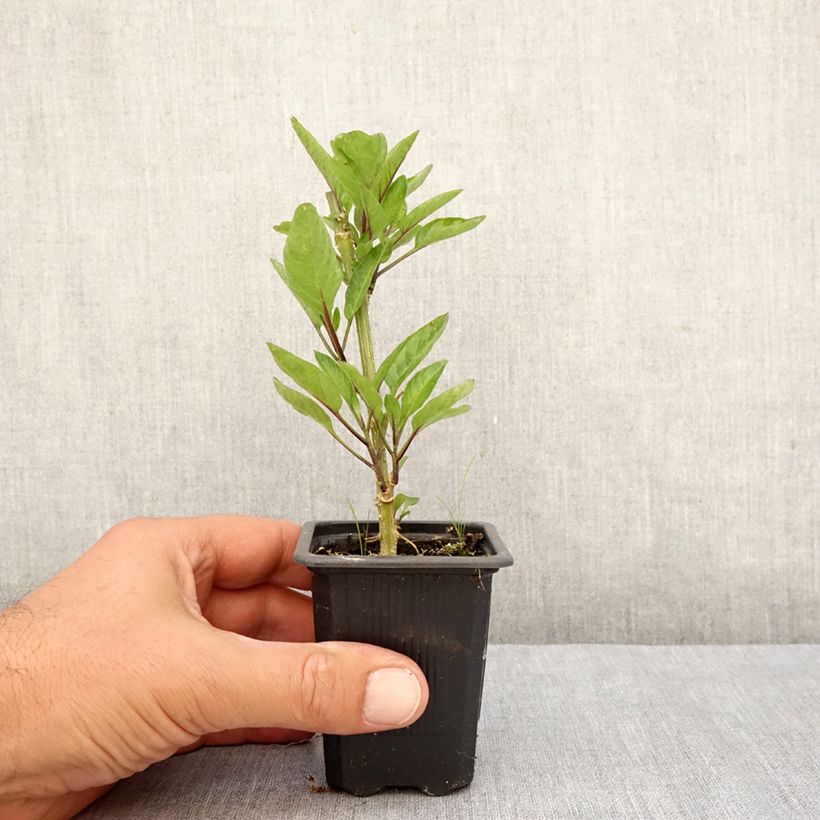 Spécimen de Melon Poire - Pépino - Solanum muricatum Godet de 7/8 cm tel que livré en automne