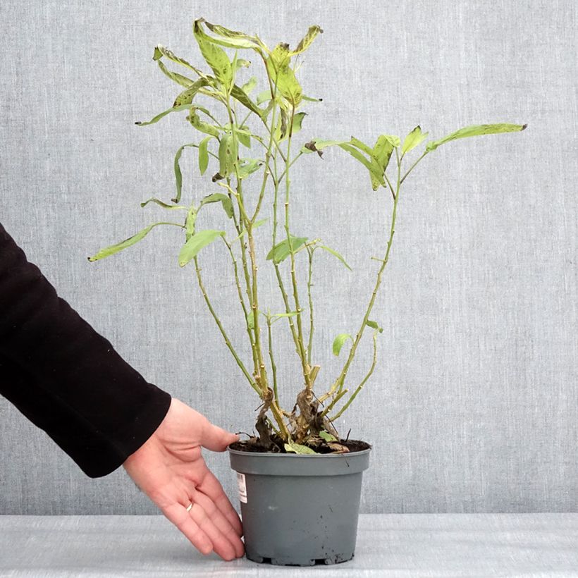 Spécimen de Melon Poire - Pépino - Solanum muricatum Pot de 1,5L/2L tel que livré en hiver