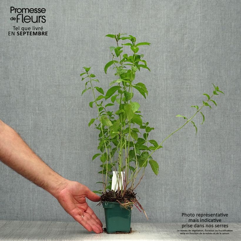 Spécimen de Menthe anglaise ou poivrée Citaro - Mentha piperata en plant Pot de 10 cm/11cm tel que livré en automne