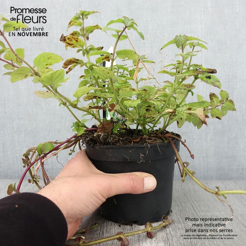 Spécimen de Menthe aquatique - Mentha aquatica Pot de 1,5L/2L tel que livré en automne