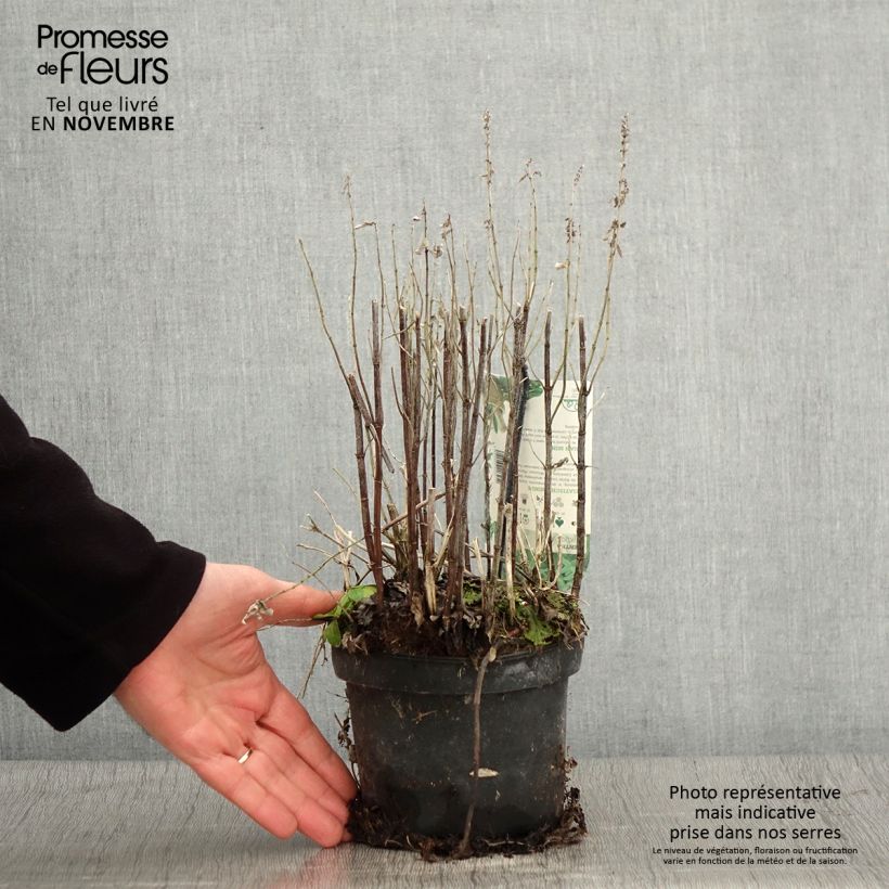 Spécimen de Menthe asiatique - Mentha asiatica asian Pot de 1,5L/2L tel que livré en automne