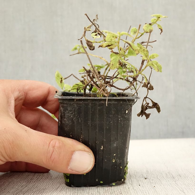 Spécimen de Menthe banane BIO - Mentha arvensis Banana Godet de 8/9 cm tel que livré en automne