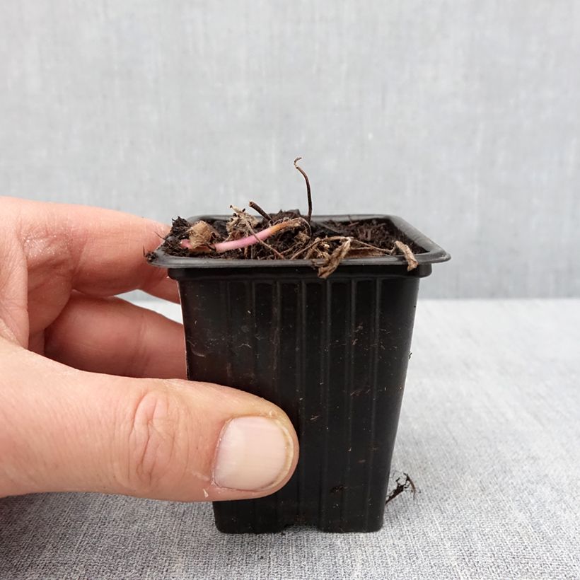 Spécimen de Menthe banane BIO - Mentha arvensis Banana Godet de 8/9 cm tel que livré en hiver